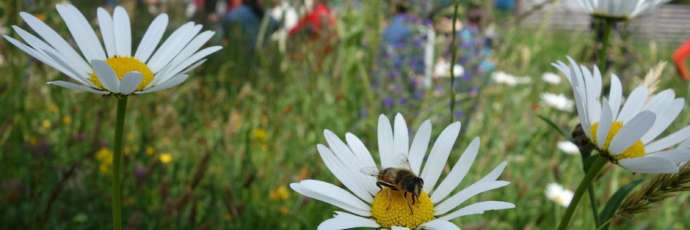 illustration les petits naturalistes vont au jardin